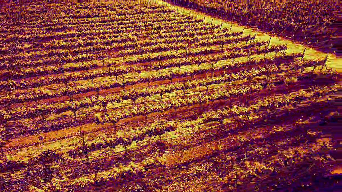Thermal drone scan of a Sonoma County vineyard